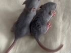Крысята объявление продам