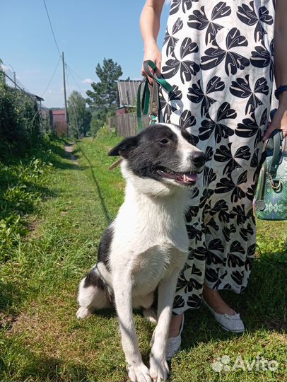 Финская медвежья собака