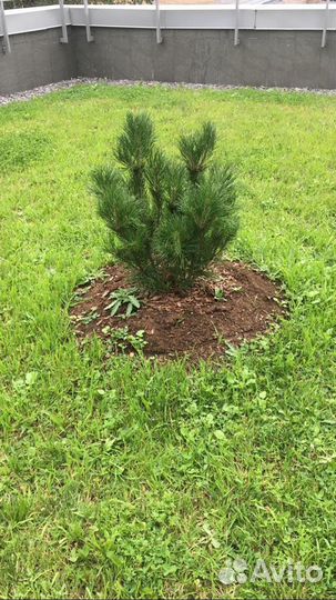 Сосна горная мугус