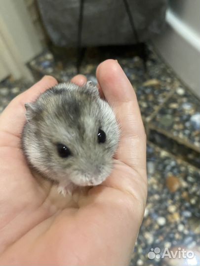 Джунгарский хомяк