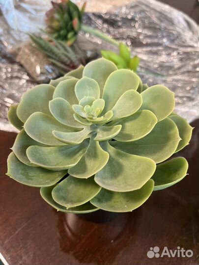 Искусственные растения