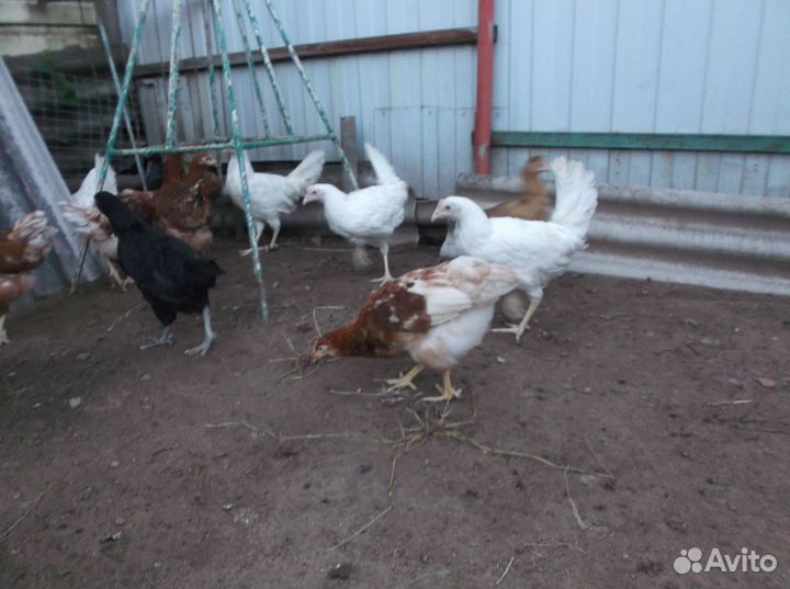 Куры несушки