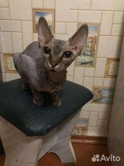 Котика для вязки