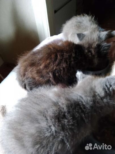Отдаю бесплатно кошек в добрые руки