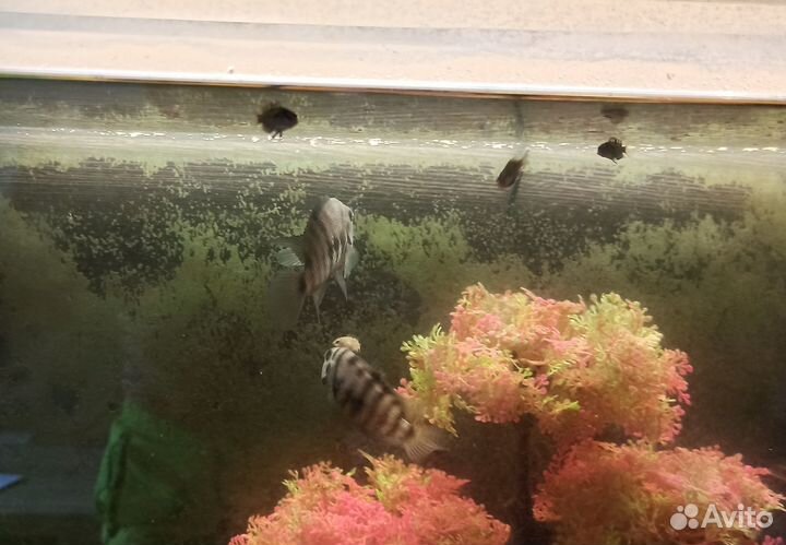 Аквариумные рыбки