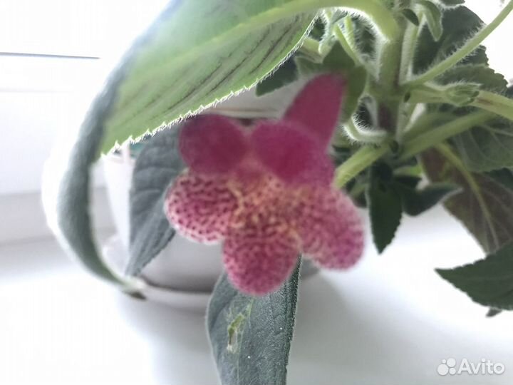 Цветы в офис