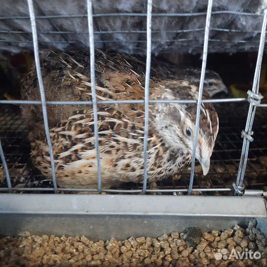 Перепела несушки