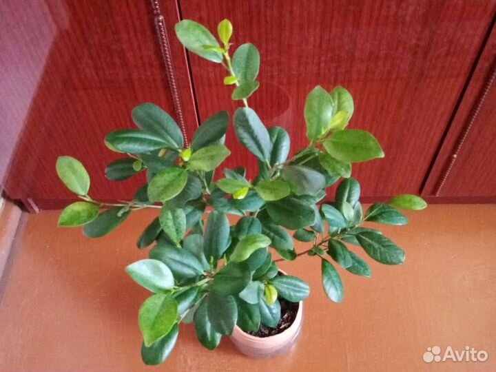 Фикус Макломе