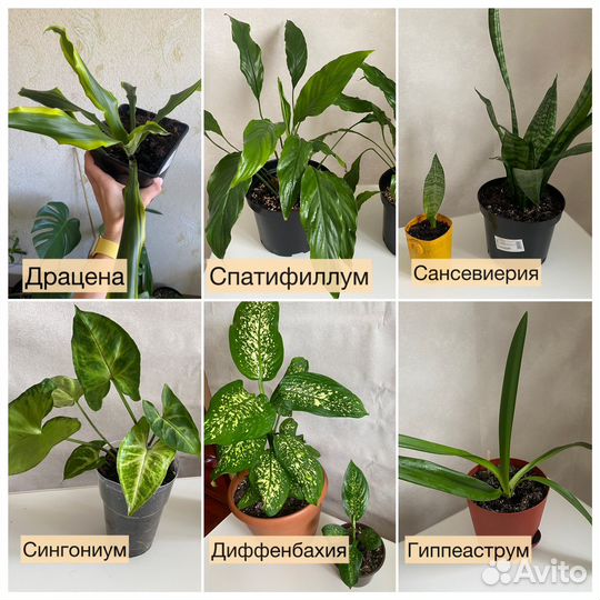 Комнатные цветы диффенбахия сингониум драцена