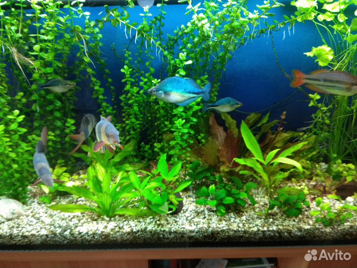 Новый аквариум