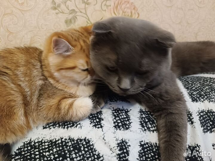 Отдам в добрые руки