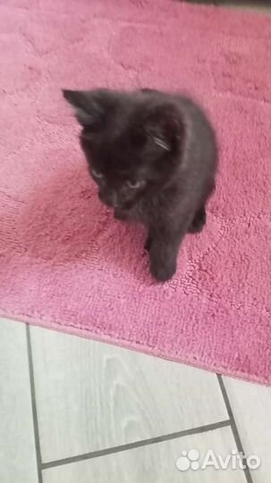 Котёнок смесь кошки мей куна и дв-вого кота в дар