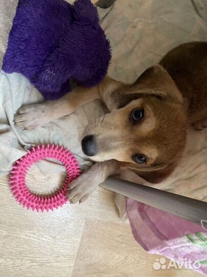 Щенок в добрые руки