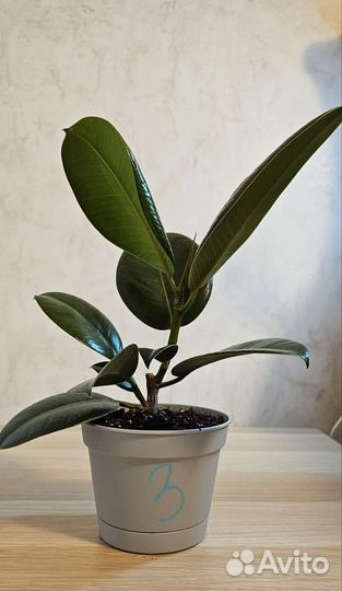 Фикус эластика робуста