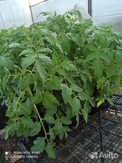 Рассада помидор