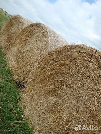 Сено в рулонах