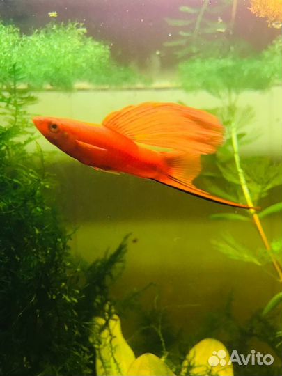 Флаговый меченосец