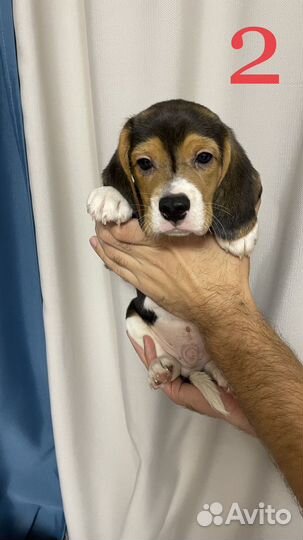 Щенки бигль