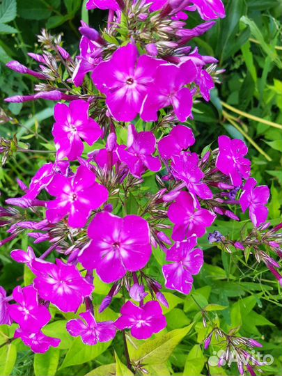 Флоксы сортовые