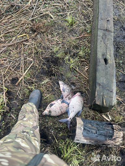 Рыбалка на р.Дейма