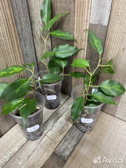 Фикус Денилайт, Твилайт