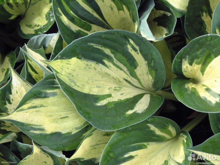 Хосты разные