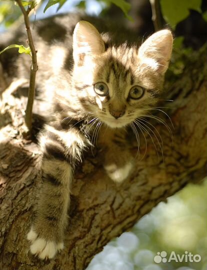 Котенок девочка 2,5 мес