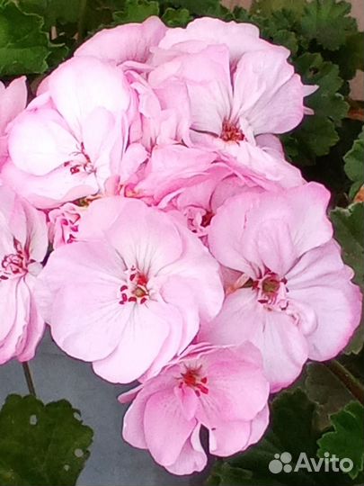 Герань пеларгония