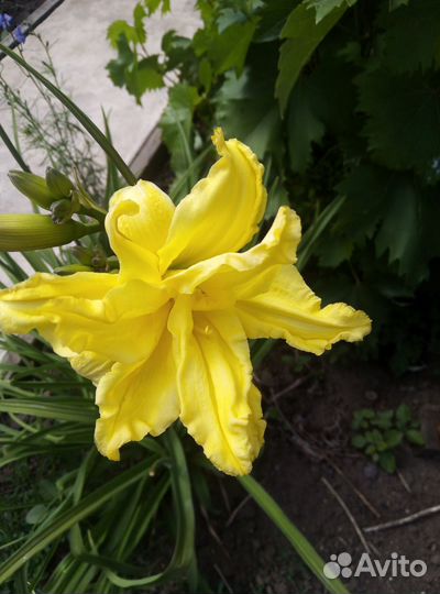 Примула Хоста Эхинацея Лилейник Хризантема, пряные