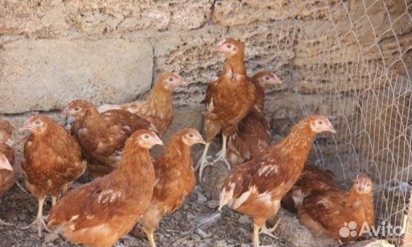 Куры несушки