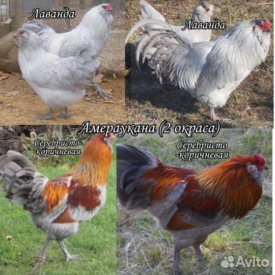 Инкубационное яйцо