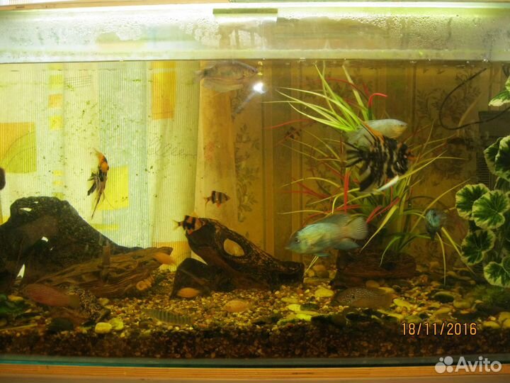Аквариум