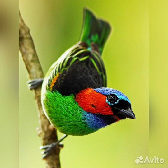 Книги для Ольги