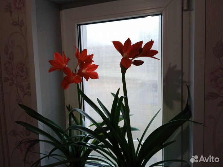 Валотта пурпурная