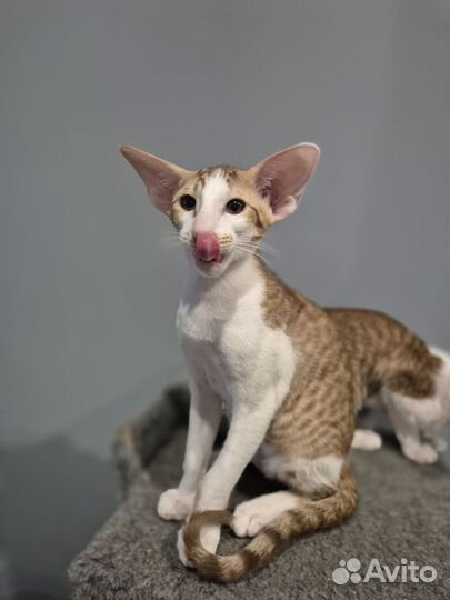 Ориентальные девочки