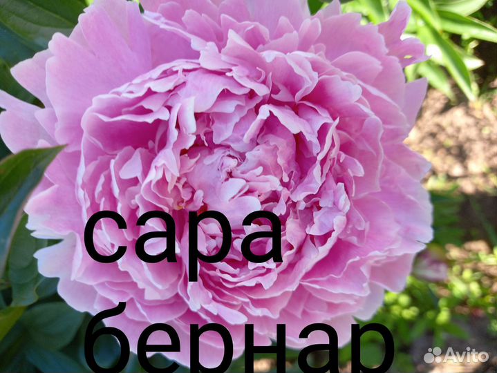 Корни пионов