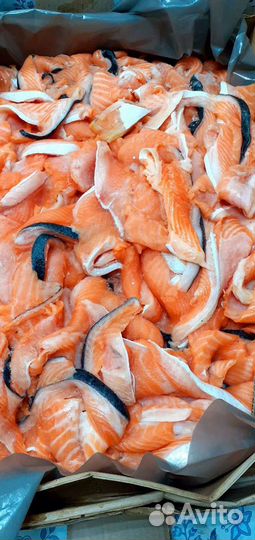 Головы семги. Обрези лососевых свежие