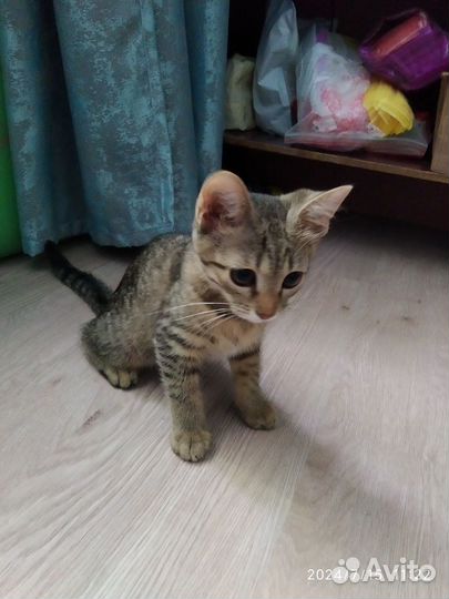 Кошка в дар бесплатно