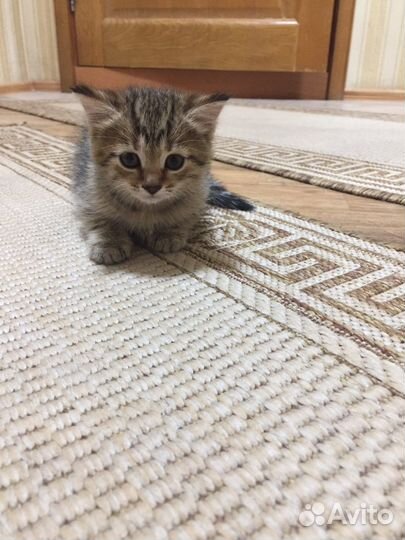 Котёнок девочка