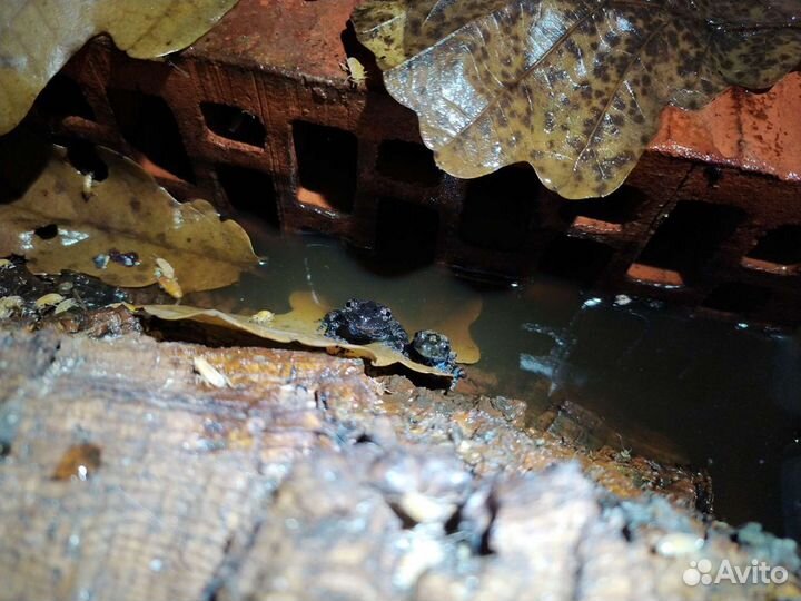 Лягушка Theloderma stellatum