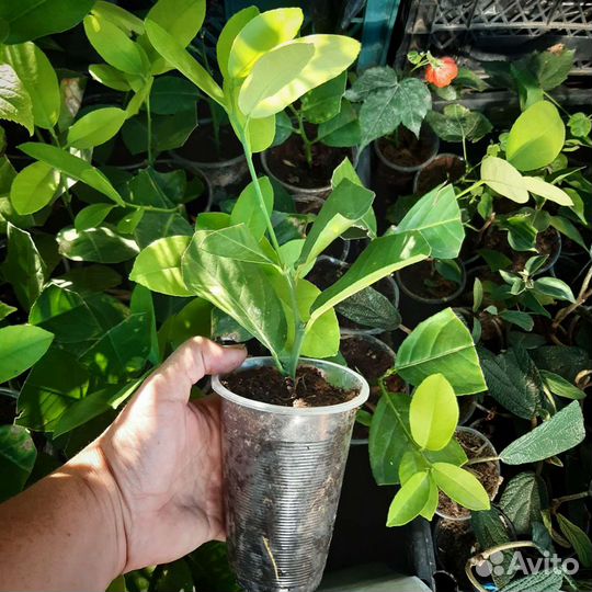 Цитрусовые