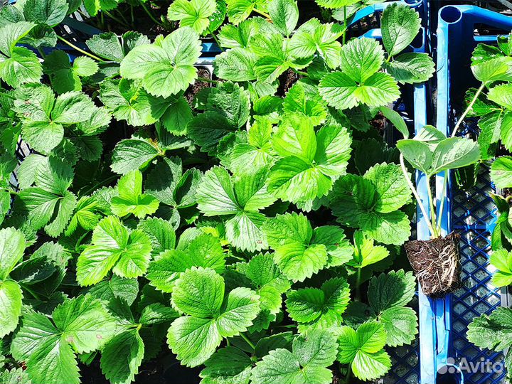 Рассада клубники. Оптом от 128 шт