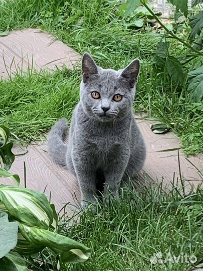 Котенок