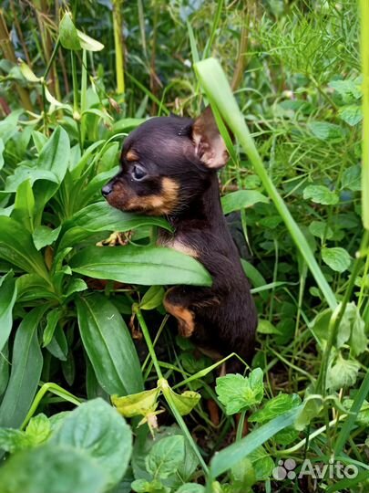 Мини той терьер