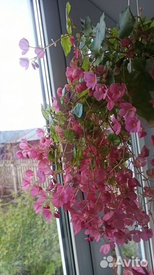 Бегонии разные