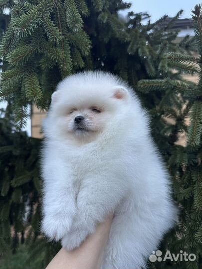 Померанский шпиц медвежьего типа девочка