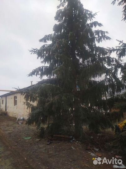 Ель новогодняя