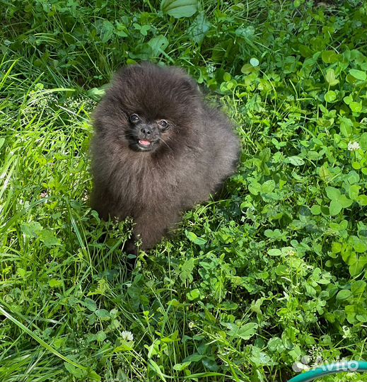 Мальчишка Пом шпиц