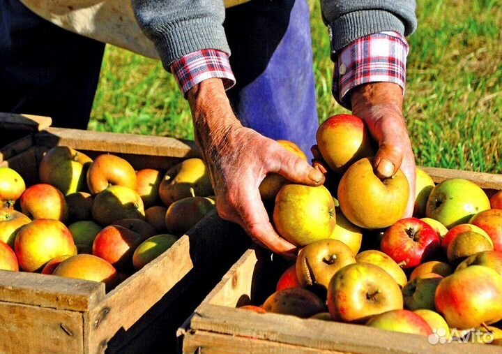 Сборщик яблок с проживанием