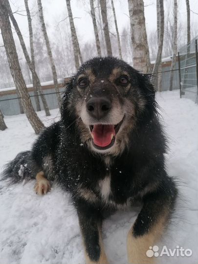 Собака в добрые руки отдам бесплатно